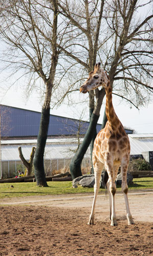 Giraffe_Blog_size