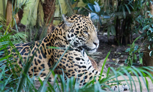 Jaguar_Blog_Size