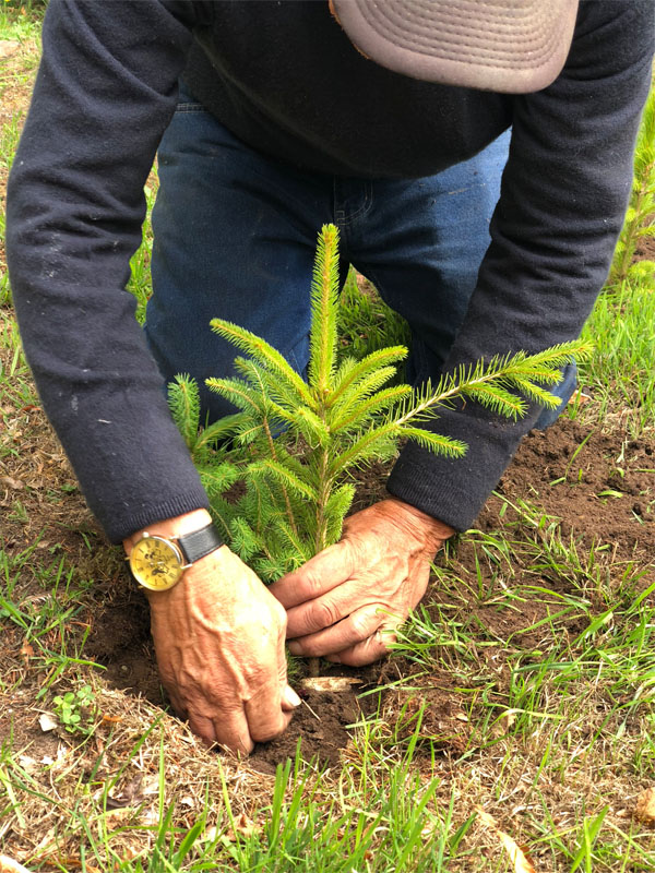 Real Christmas Trees The Hollies Farm Shop